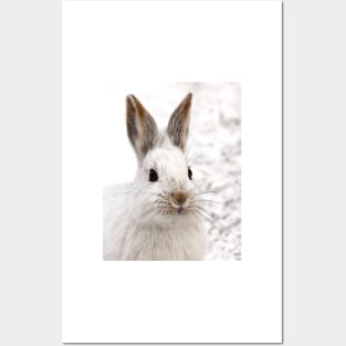 Snowshoe Hare closeup Posters and Art